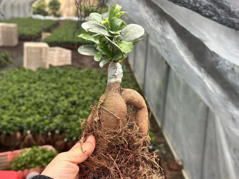 Miniature Ficus Ginseng Bonsai Trees