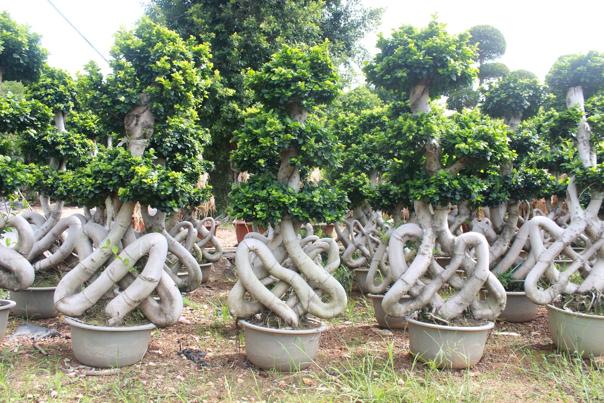 Large ficus bonsai nursery in Fujian China