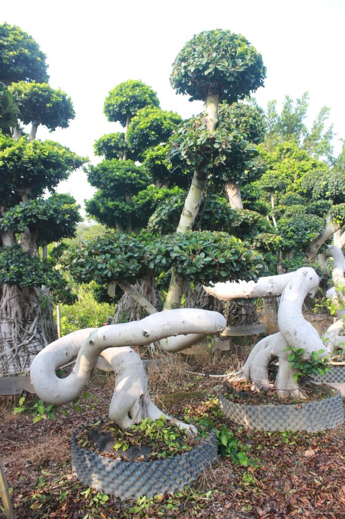 Large Ficus Microcarpa Loop Trunk Bonsai Tree