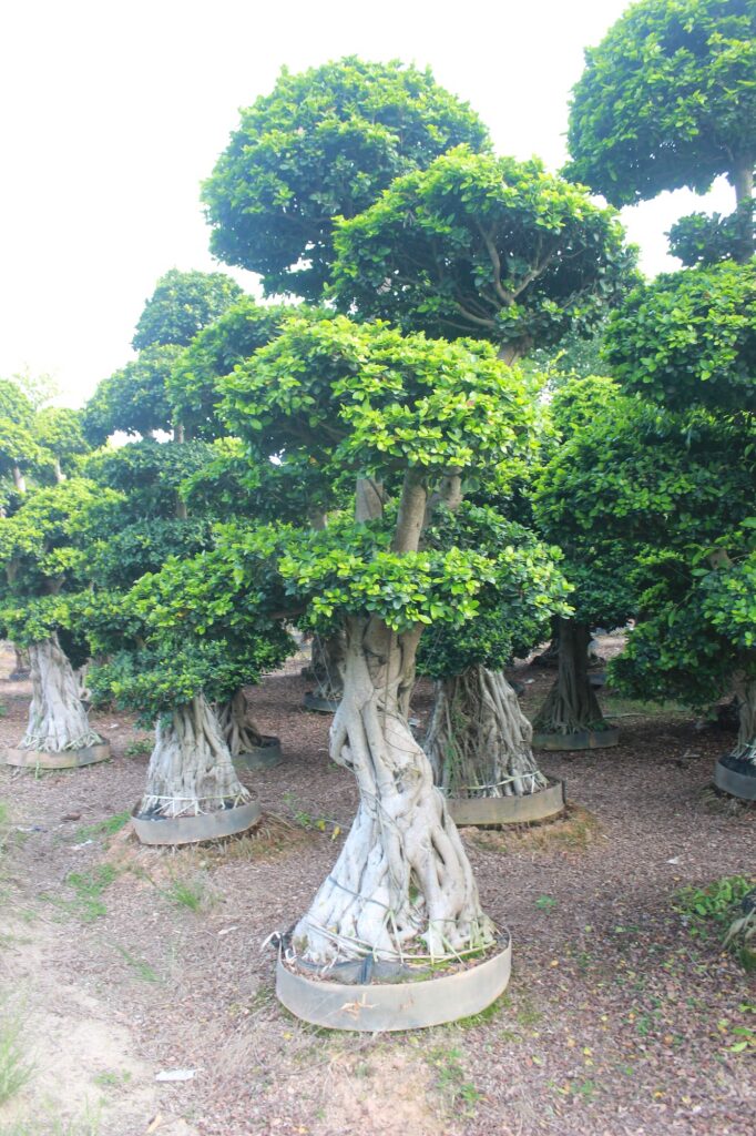 Large Ficus Microcarpa Broad Layered Canopy Bonsai