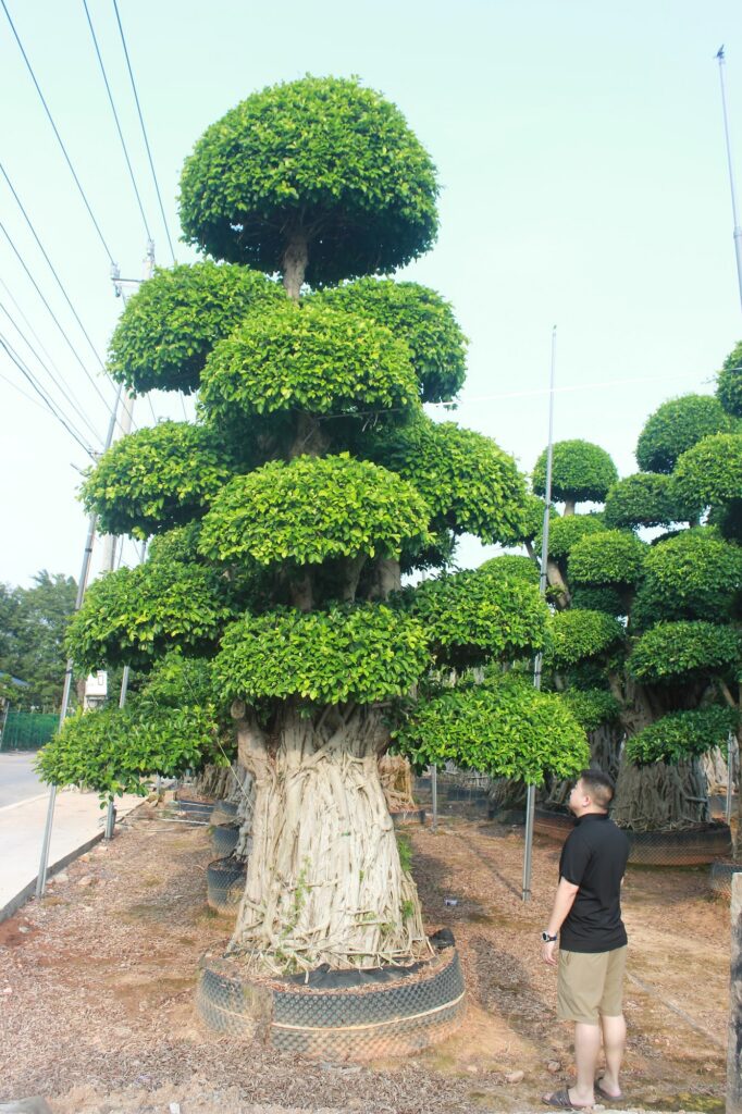 Giant Ficus Microcarpa Straight Trunk Tiered Crown