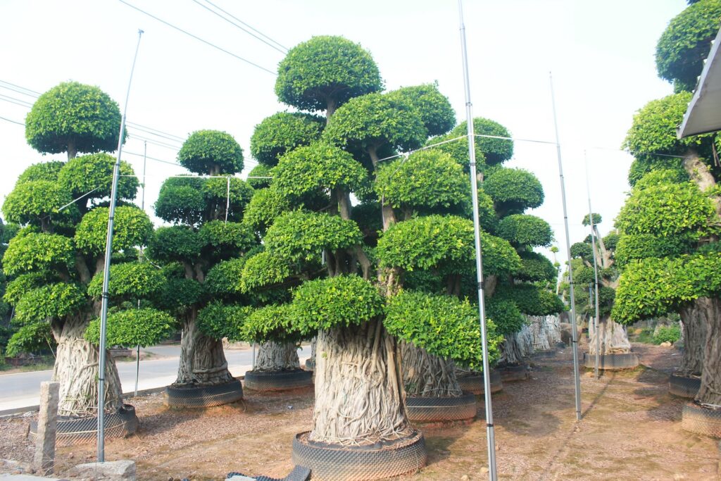 Giant Ficus Microcarpa Straight Trunk Tiered Crown