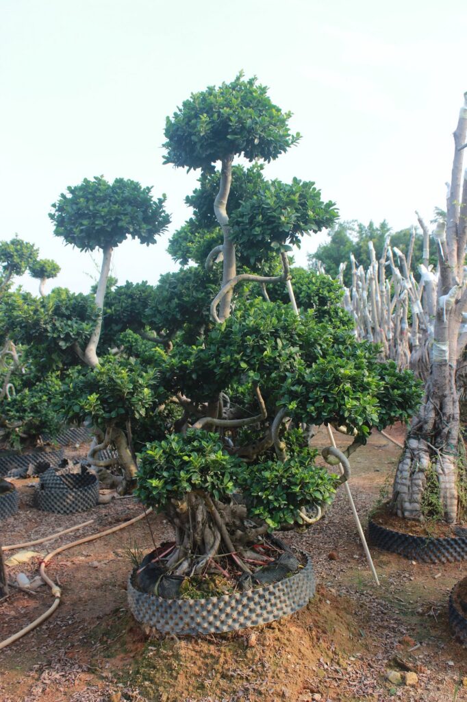 Mature Ficus Microcarpa Multi-Branch Root Base Bonsai