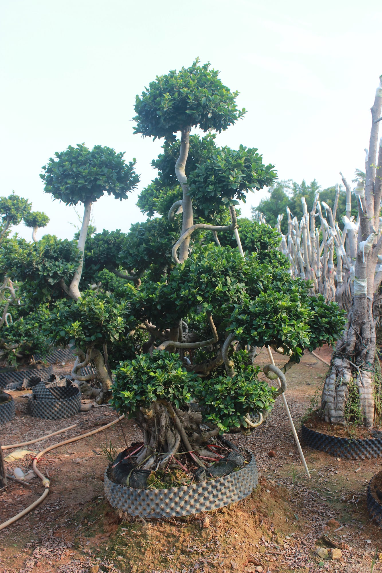 Mature Ficus Microcarpa Multi-Branch Root Base Bonsai