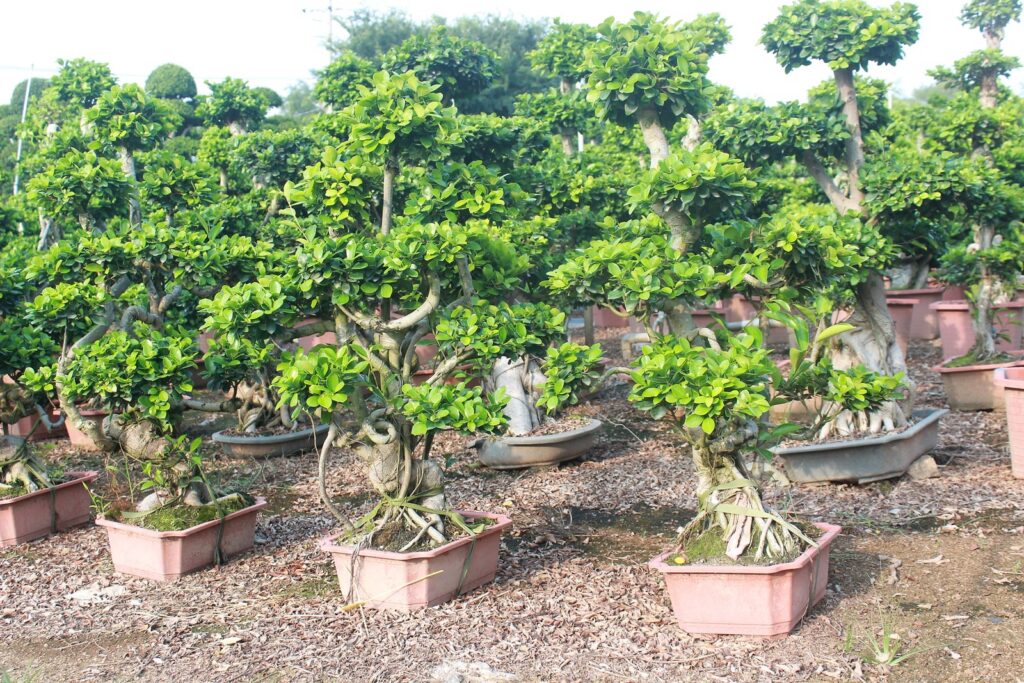 Mature Ficus Microcarpa Multi-Branch Root Base Bonsai