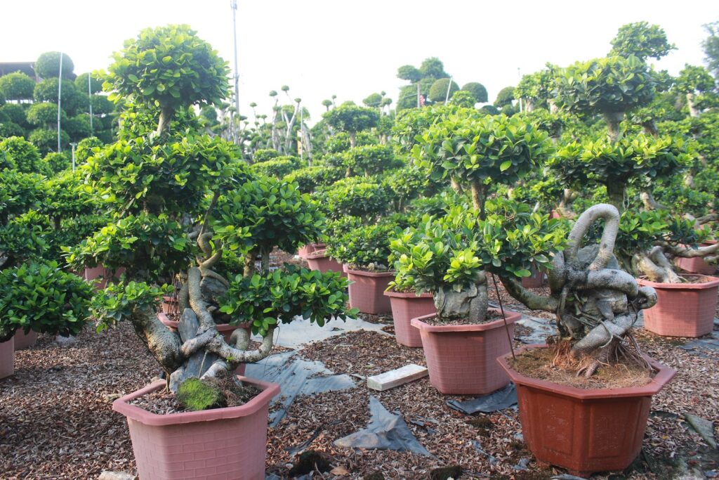 Ficus Microcarpa Upright Layered Potted Bonsai