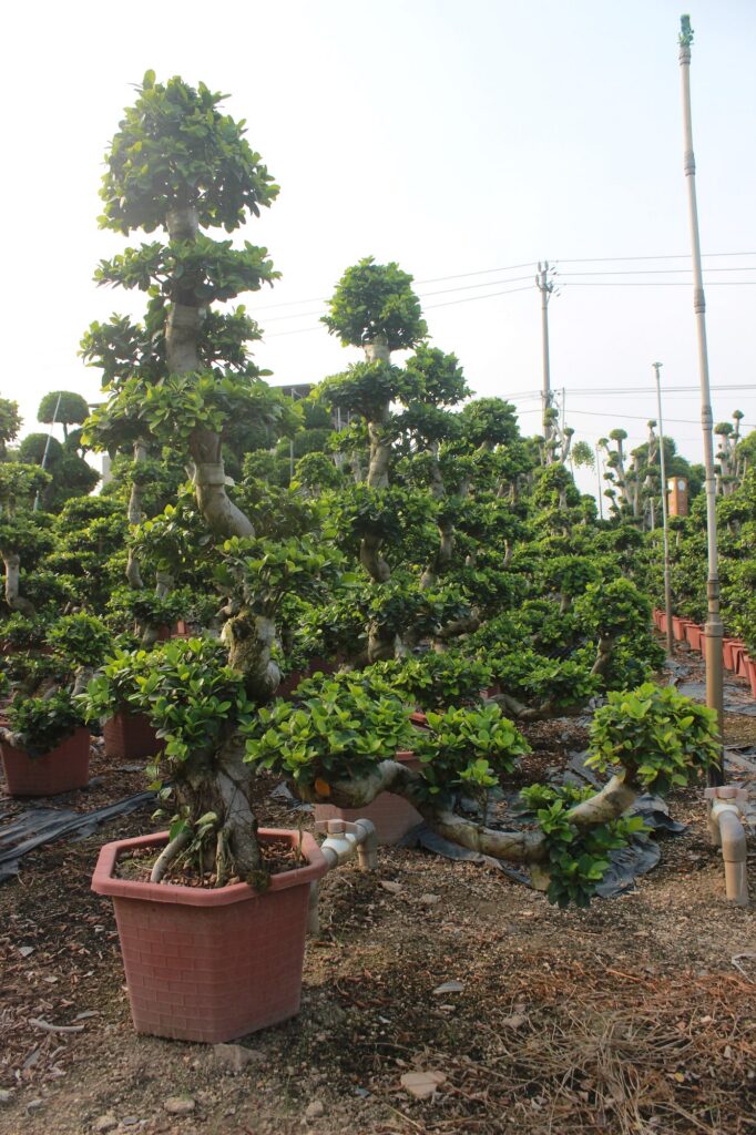 Ficus Microcarpa Conical Crown Potted Bonsai