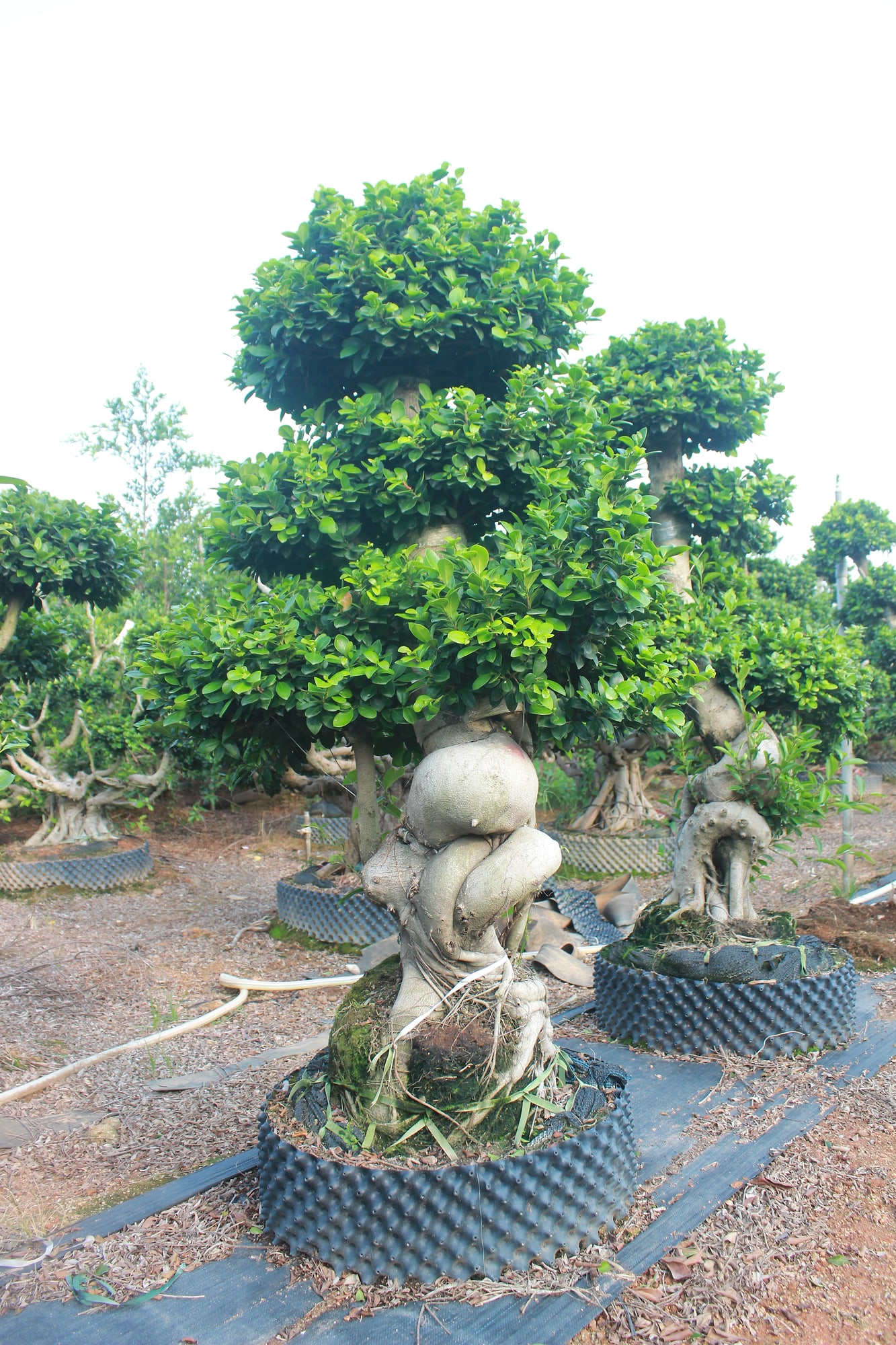 Large Ficus Microcarpa Sculptural Root-Over-Rock Bonsai