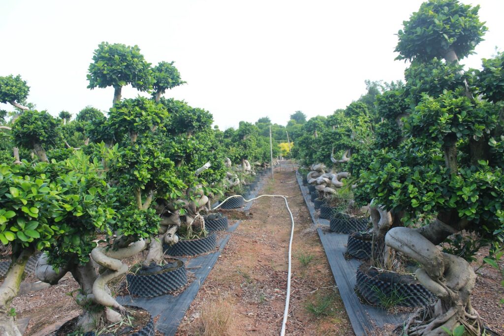 Large Ficus Microcarpa Sculptural Root-Over-Rock Bonsai