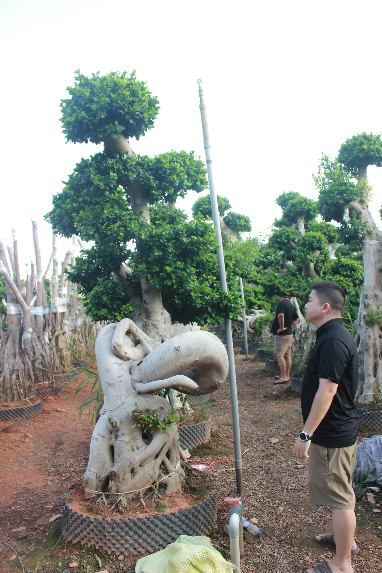 Large Ficus Microcarpa Dragon Root Landscape Bonsai