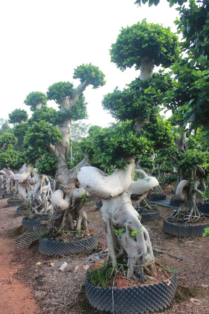 Large Ficus Microcarpa Dragon Root Landscape Bonsai