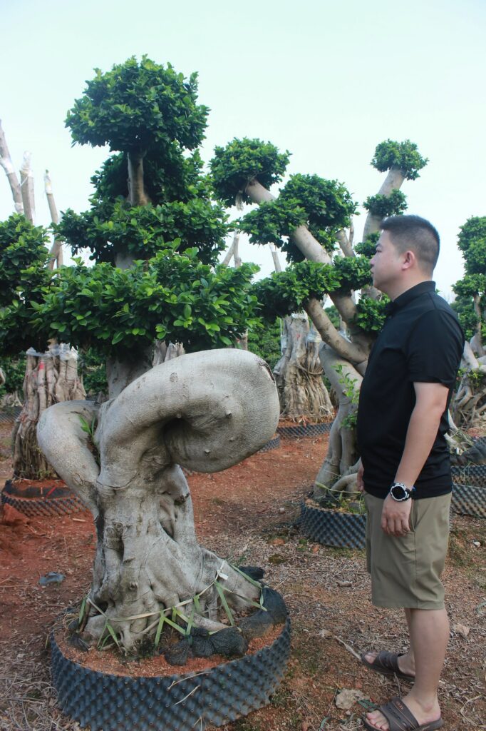 Large Ficus Microcarpa Hollow Trunk Bonsai Tree