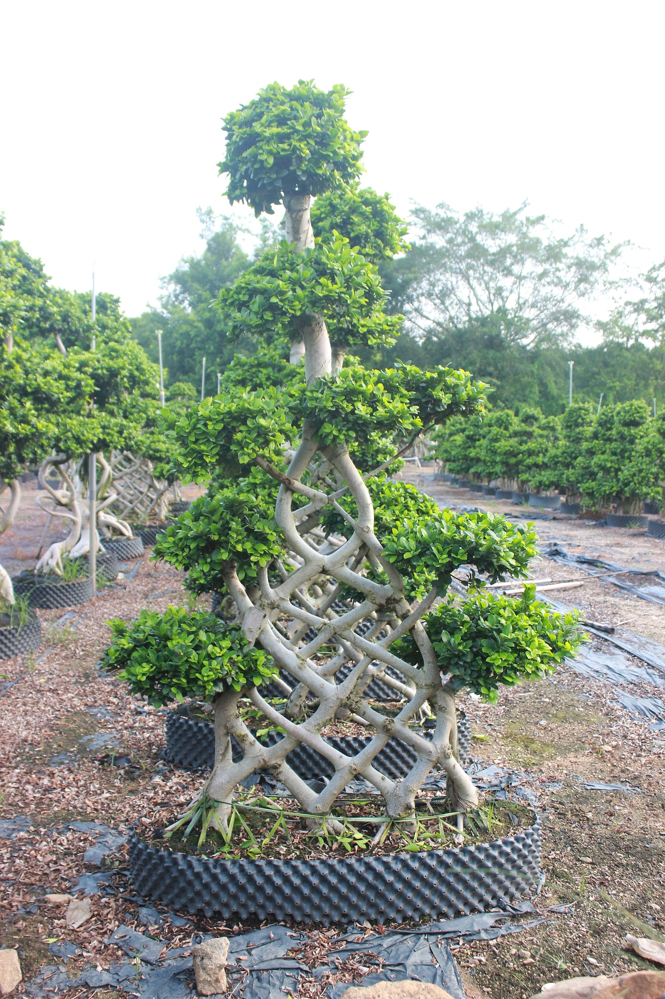 Large Ficus Microcarpa Wired Branch Training Bonsai