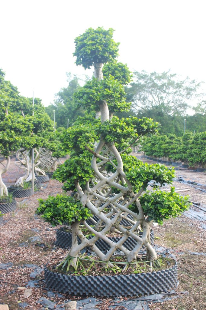 Large Ficus Microcarpa Wired Branch Training Bonsai