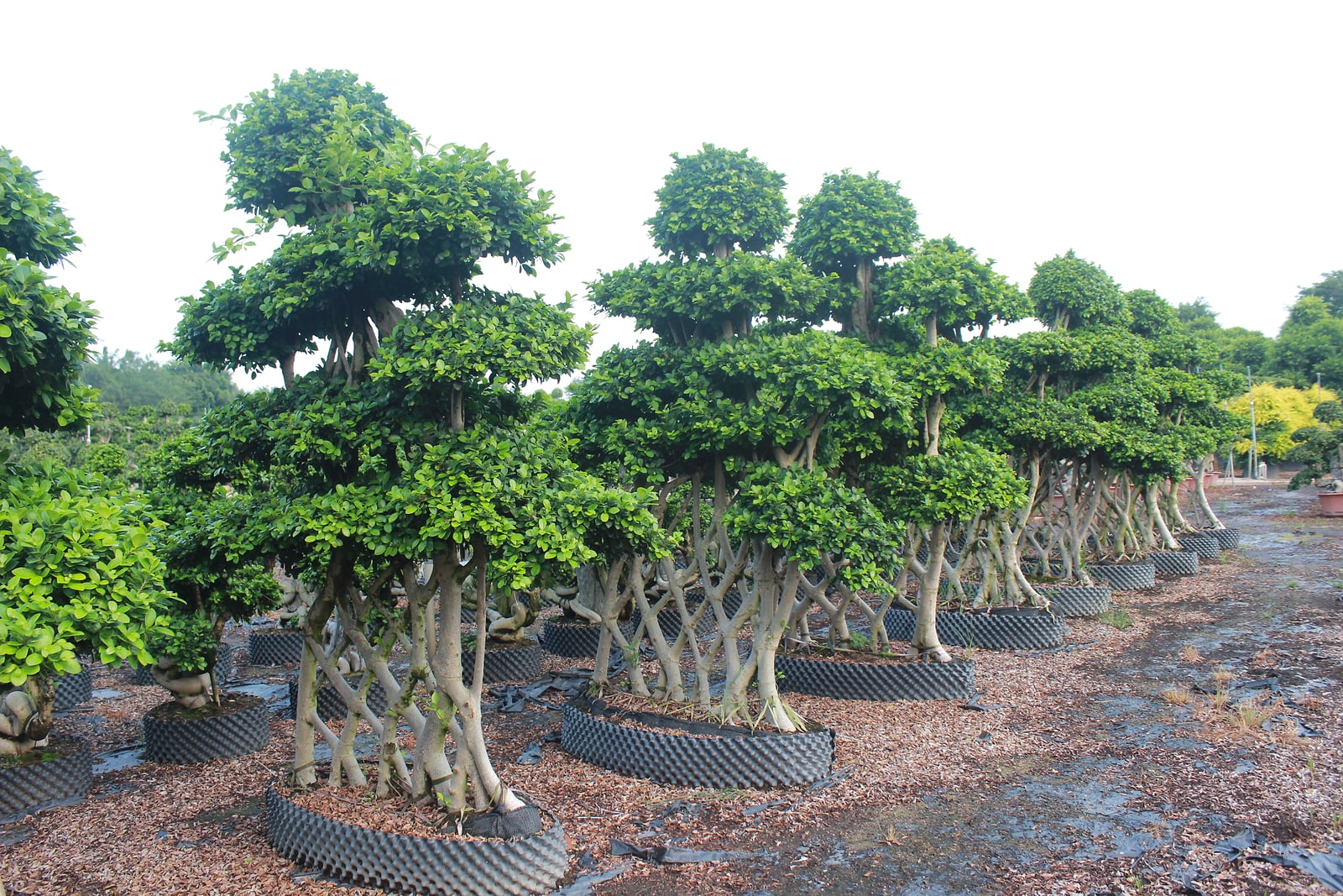 Large Ficus Microcarpa Flat Umbrella Canopy Bonsai