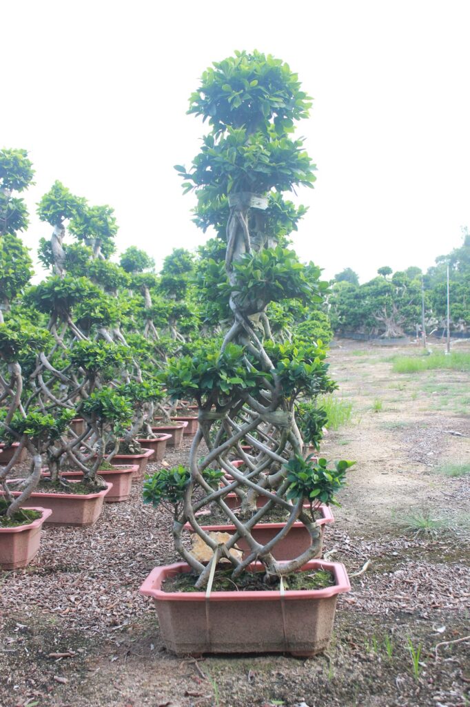 Large Ficus Microcarpa Flat Umbrella Canopy Bonsai