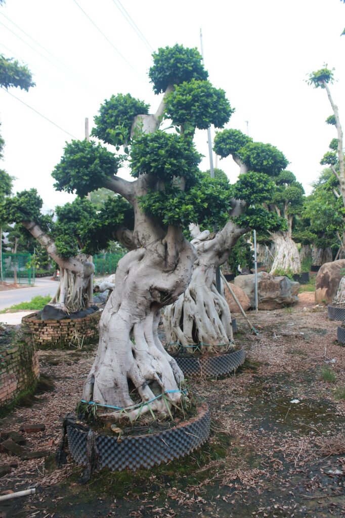 Giant Ficus Microcarpa Ancient Buttress Root Bonsai