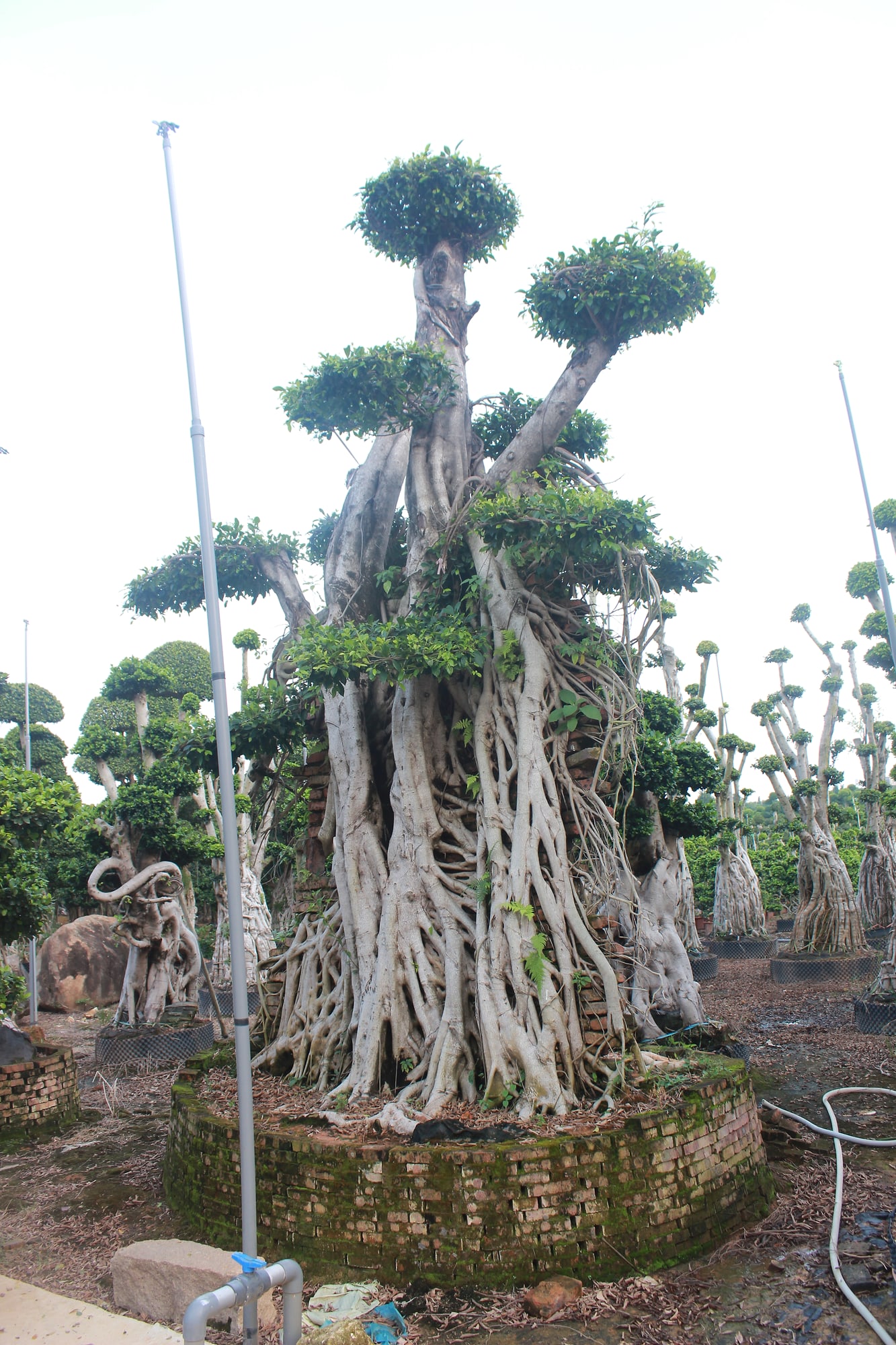 Giant Ficus Microcarpa Columnar Aerial Root Tree