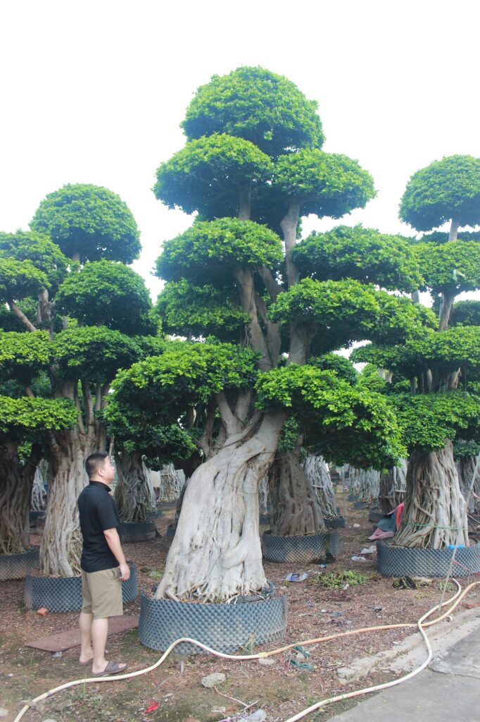 Giant Ficus Microcarpa Cloud Platform Landscape Tree