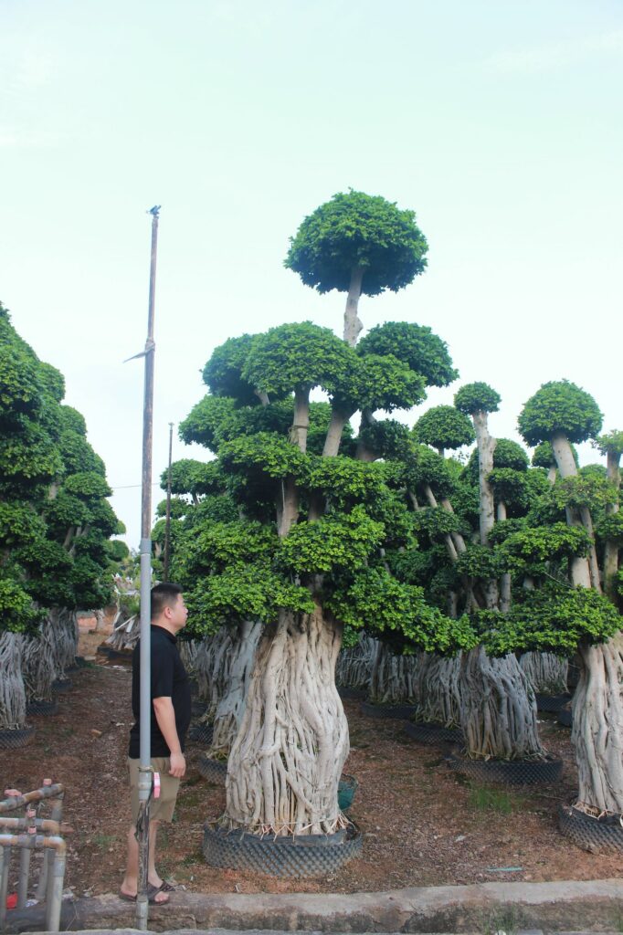 Giant Ficus Microcarpa Cloud Platform Landscape Tree