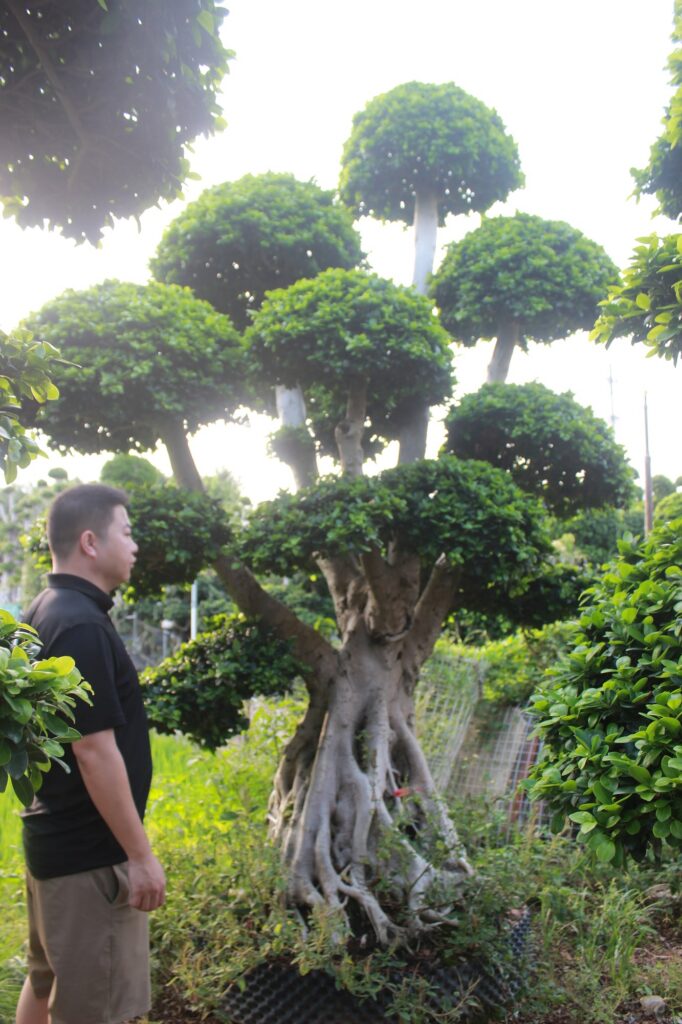 Large Ficus Microcarpa Wide Buttress Multi-Crown Bonsai