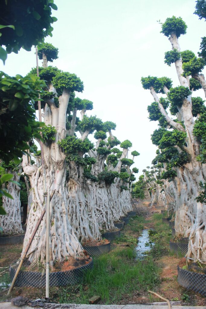 Giant Ficus Microcarpa Aerial Root Forest Form Tree
