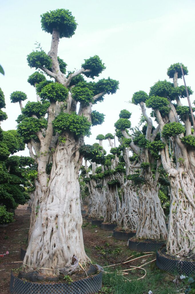 Giant Ficus Microcarpa Aerial Root Forest Form Tree