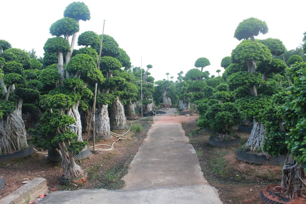 Giant Ficus Microcarpa Aerial Root Forest Form Tree