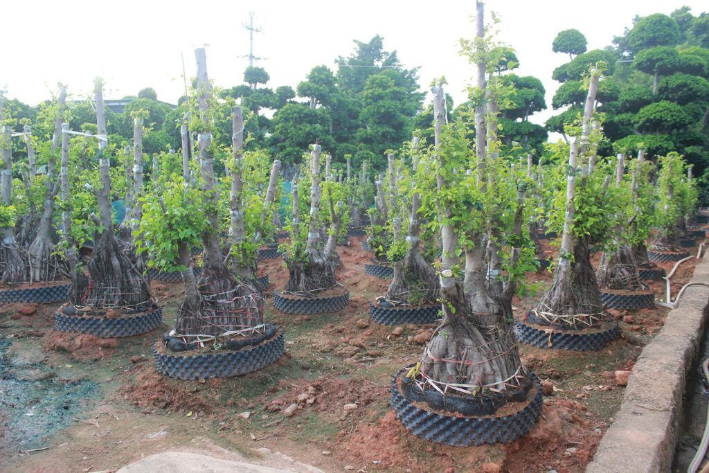 Giant Ficus Microcarpa Aerial Root Forest Form Tree