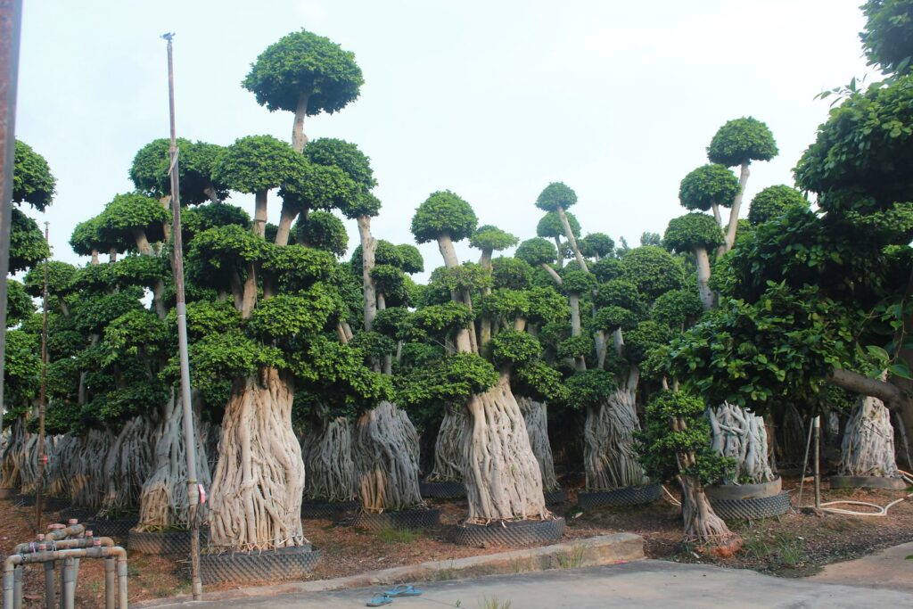 Giant Ficus Microcarpa Aerial Root Forest Form Tree
