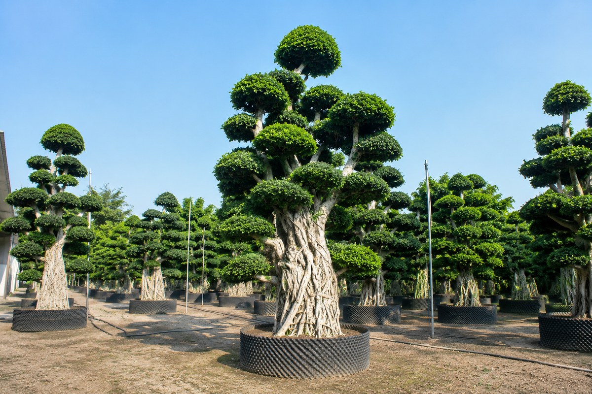 Large Ficus Bonsai