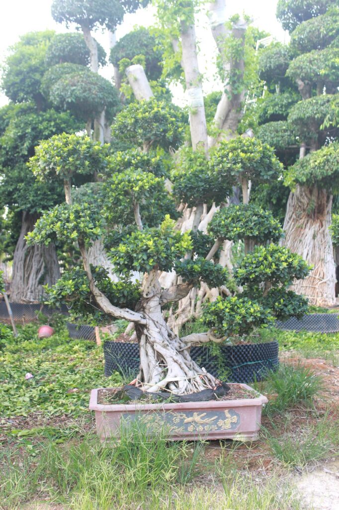 Large Ficus Microcarpa Broad Layered Canopy Bonsai