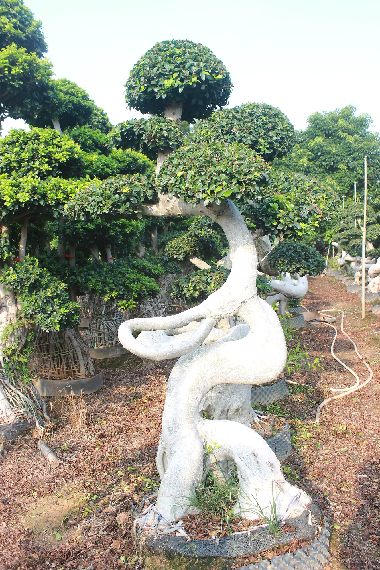 Large Ficus Microcarpa Loop Trunk Bonsai Tree
