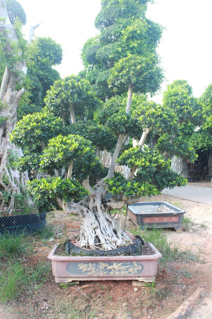 Large Ficus Microcarpa Multi-Trunk Cloud Bonsai