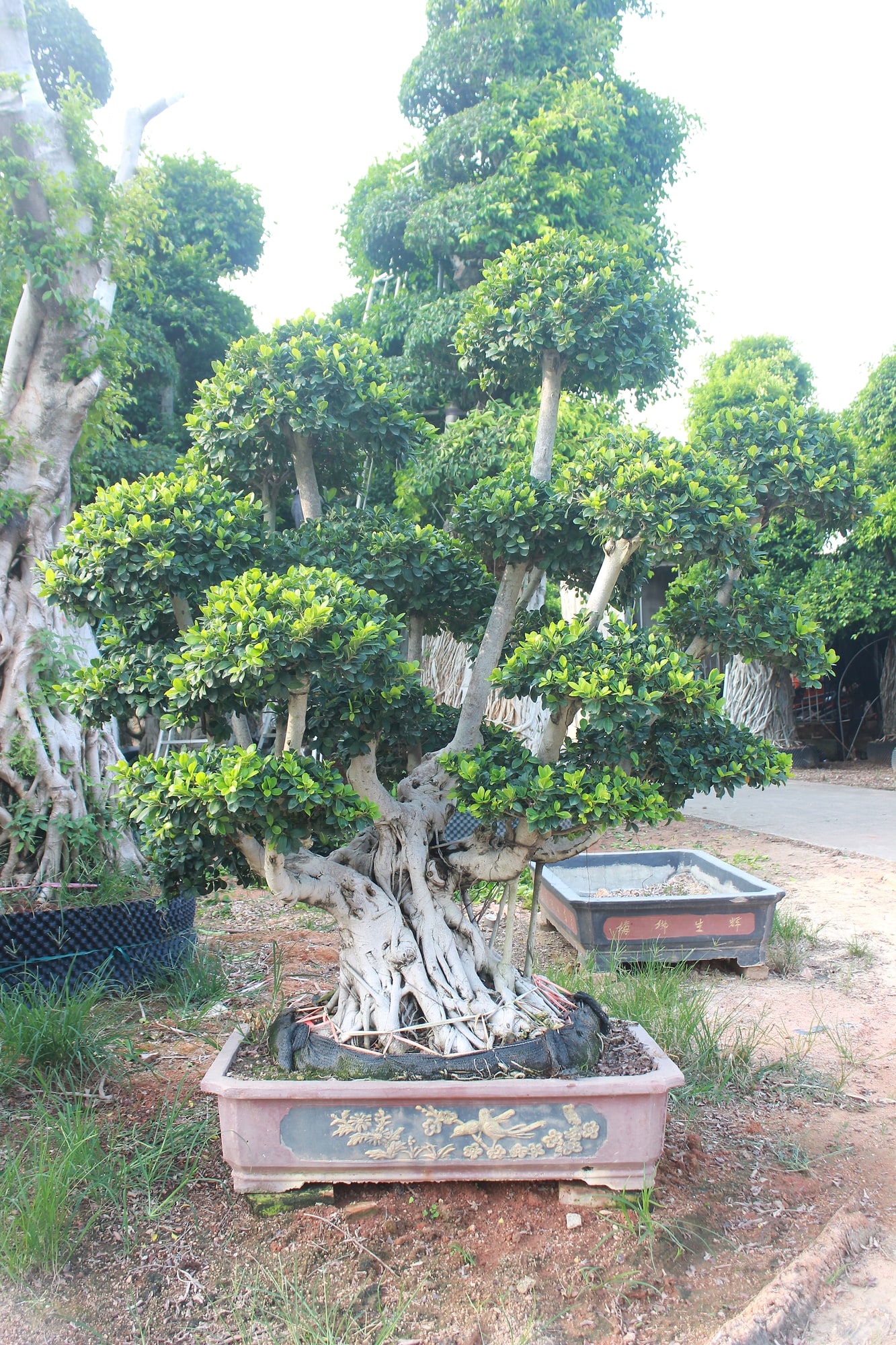 Large Ficus Microcarpa Multi-Trunk Cloud Bonsai