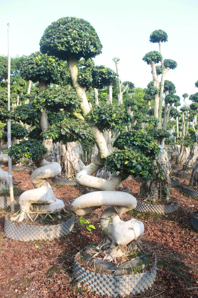 Large Ficus Microcarpa S-Shaped Dragon Bonsai