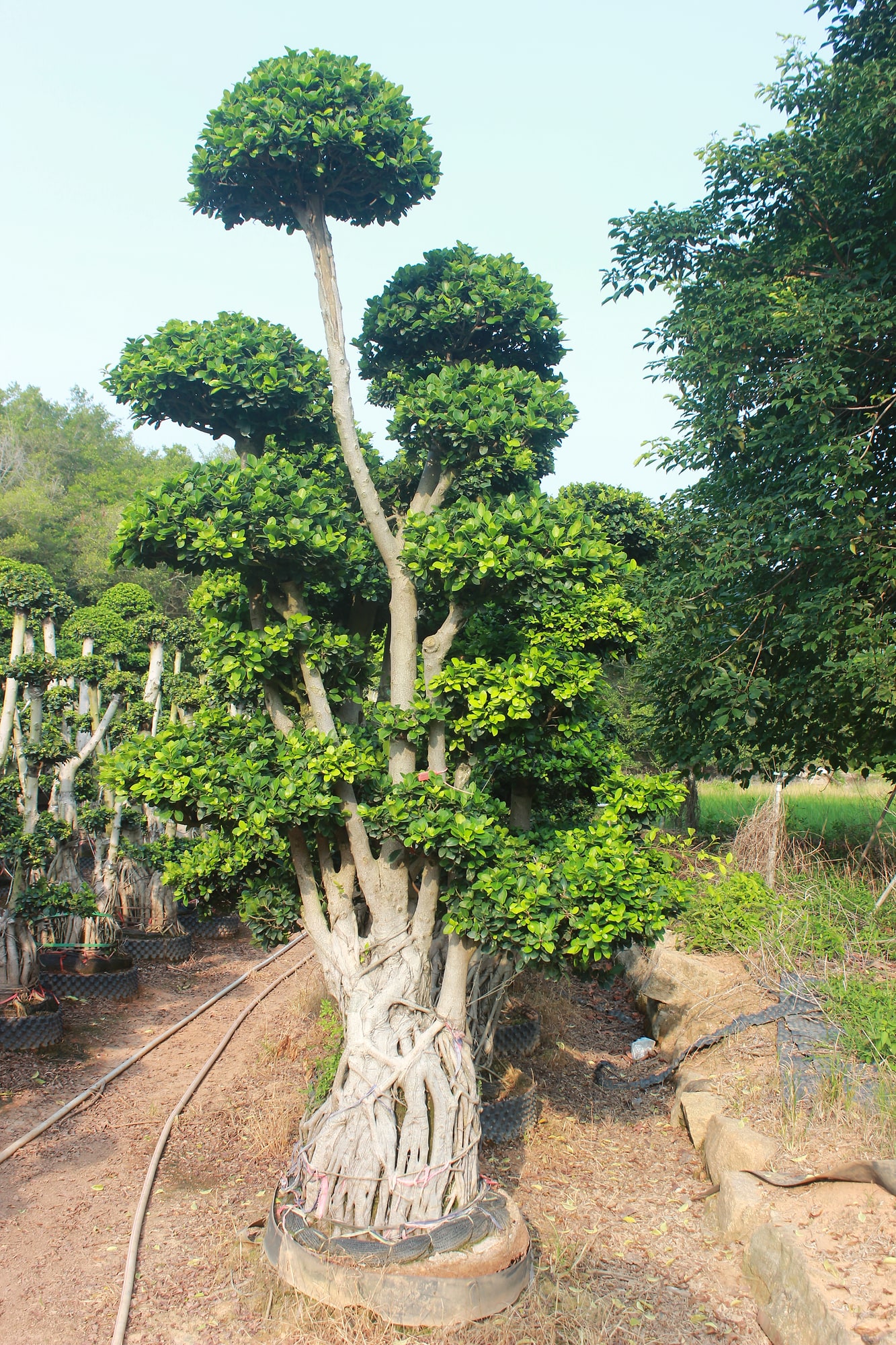 Large Ficus Microcarpa Tall Multi-Level Topiary