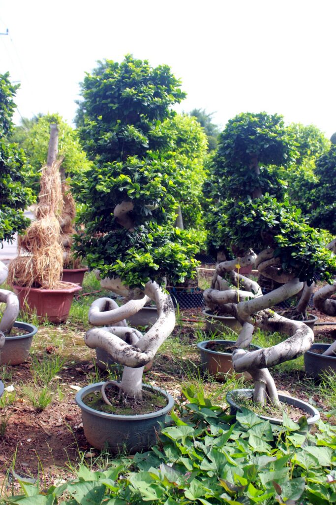 Large Ficus Microcarpa Loop Trunk Bonsai Tree