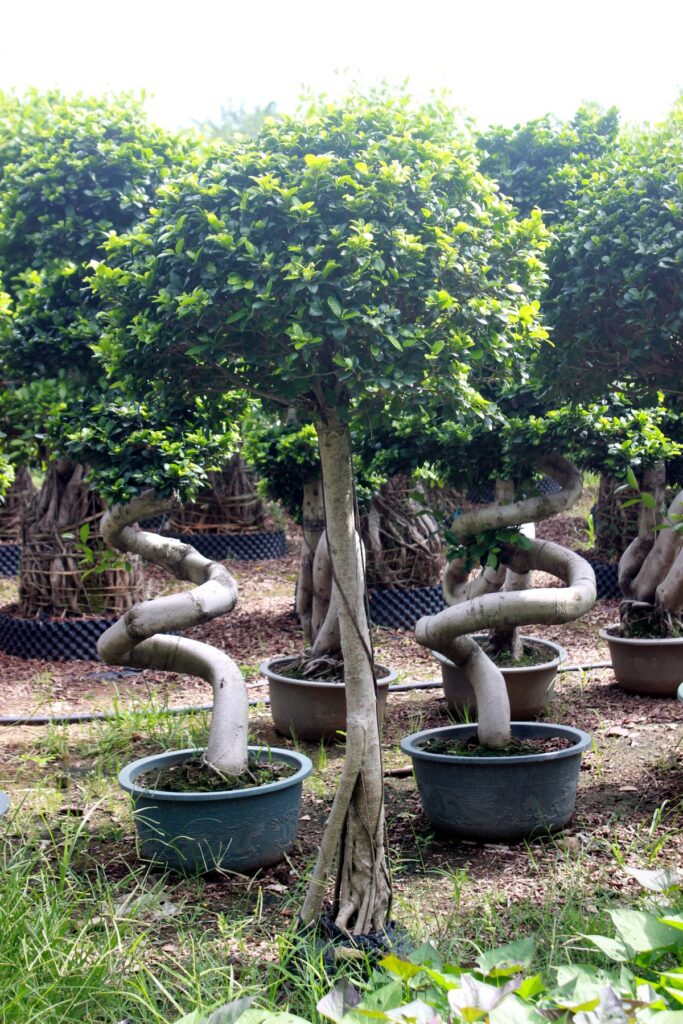 Large Ficus Microcarpa Loop Trunk Bonsai Tree