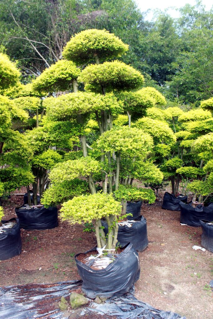 Golden Tiered Cloud Topiary Landscape Tree