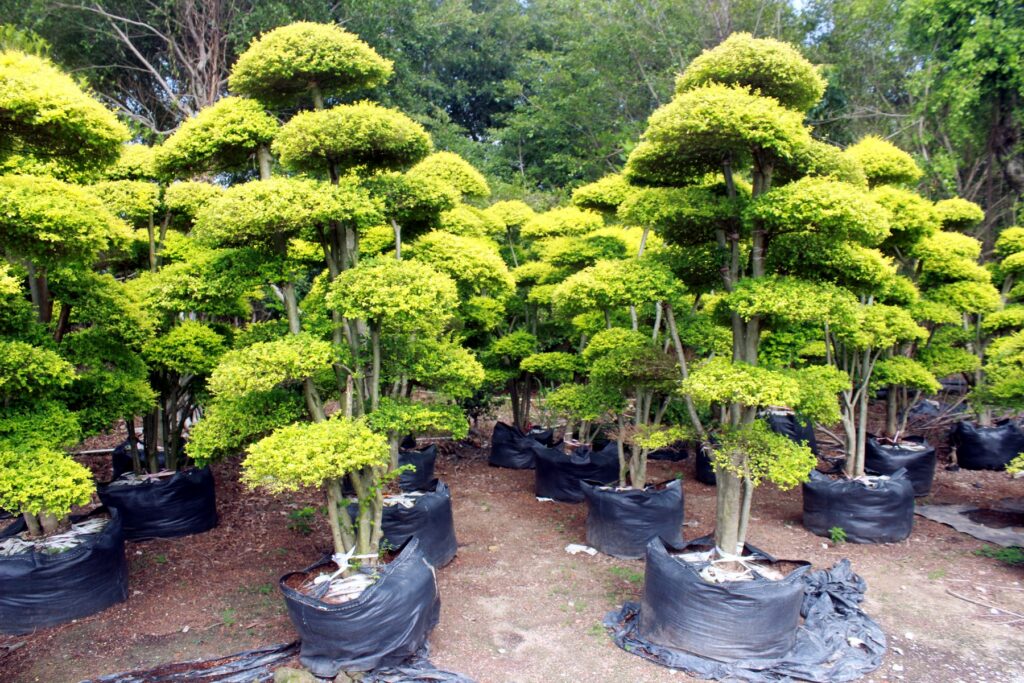 Golden Tiered Cloud Topiary Landscape Tree