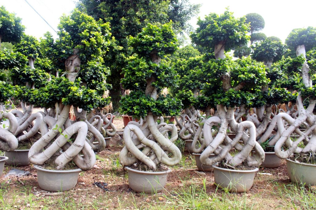 Large Ficus Microcarpa Loop Trunk Bonsai Tree