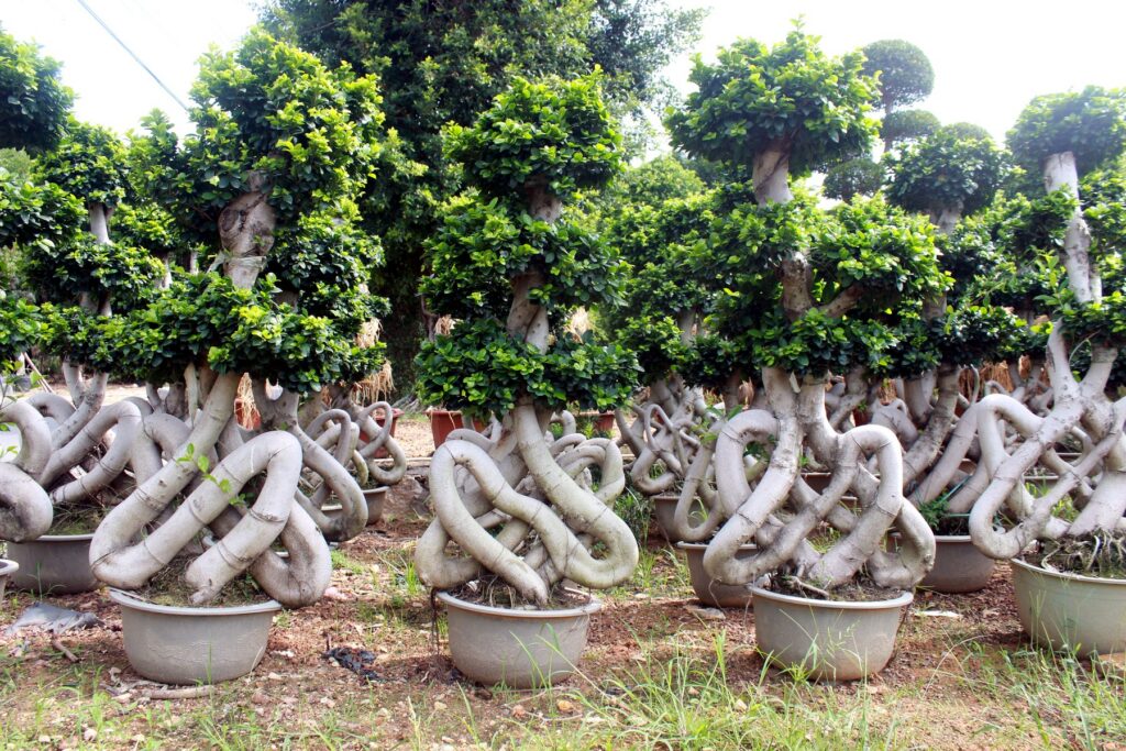 Large Ficus Microcarpa Loop Trunk Bonsai Tree