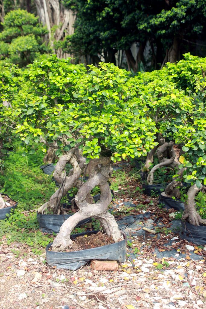 Medium Ficus Loop Root Potted Bonsai