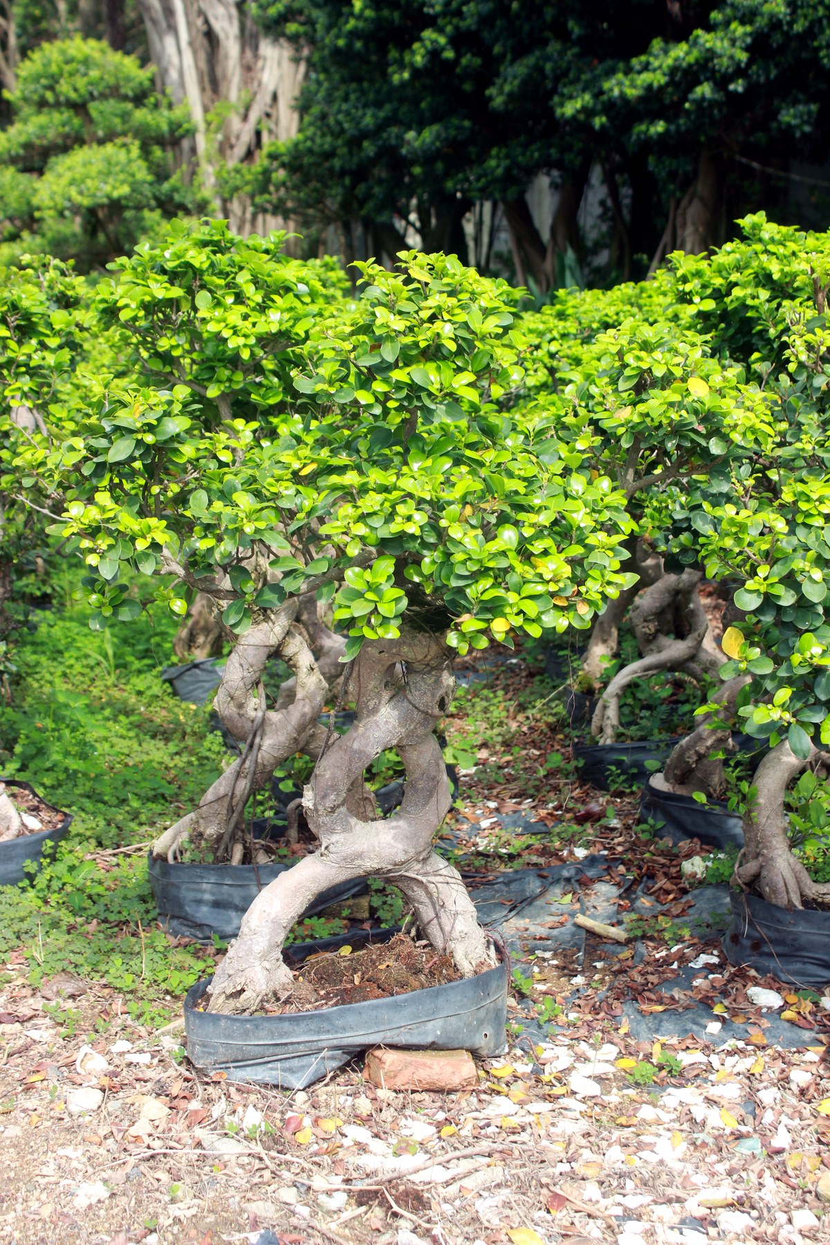 Medium Ficus Loop Root Potted Bonsai
