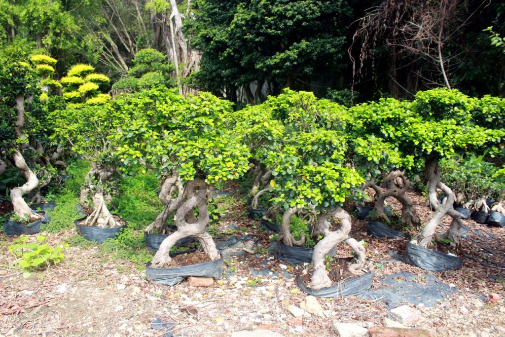 Medium Ficus Loop Root Potted Bonsai