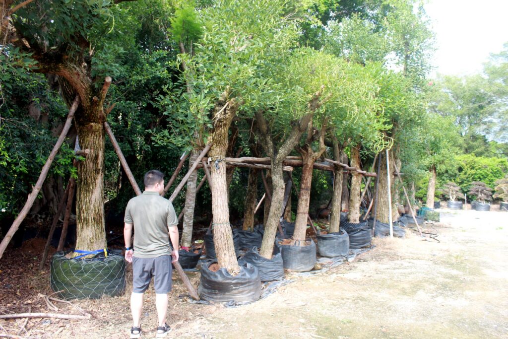 Tall Trained Clear Trunk Landscape Trees