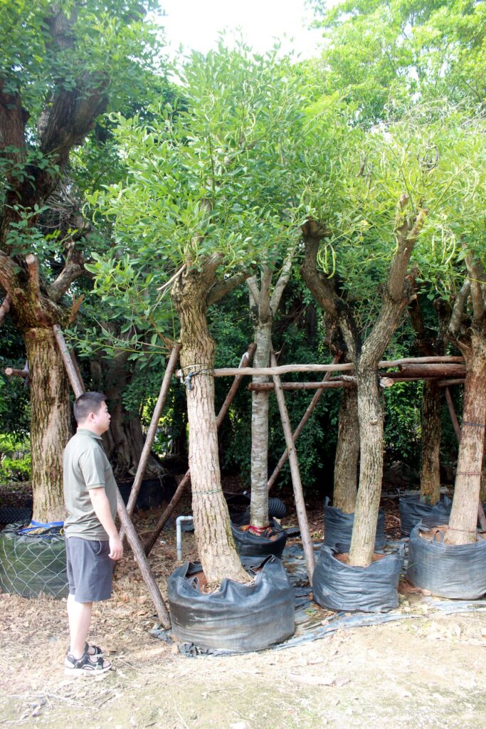 Tall Trained Clear Trunk Landscape Trees