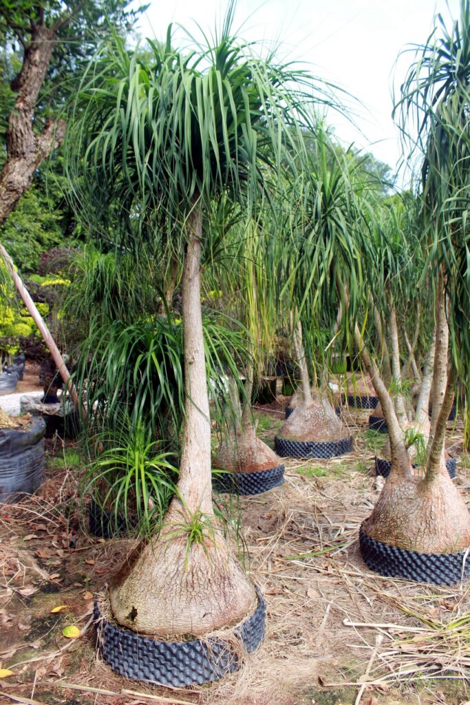 Beaucarnea Recurvata Ponytail Palm Landscape Plant