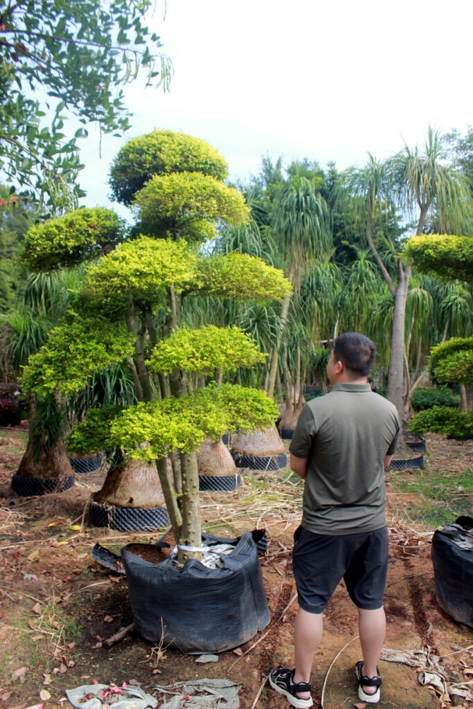 Layered Evergreen Cloud Topiary Nursery Stock